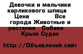 Девочки и мальчики карликового шпица  › Цена ­ 20 000 - Все города Животные и растения » Собаки   . Крым,Судак